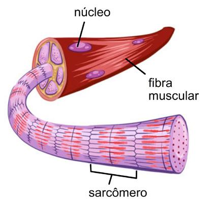 Atualmente, acredita-se que a medula espinhal (animação 13) apresente