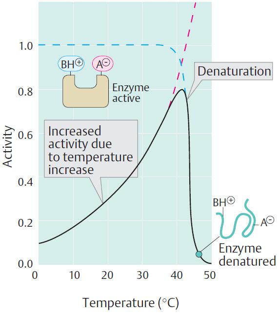 Efeito da temperatura na atividade enzimática O aumento de temperaura geralmente acaarreta um aumento na atividade