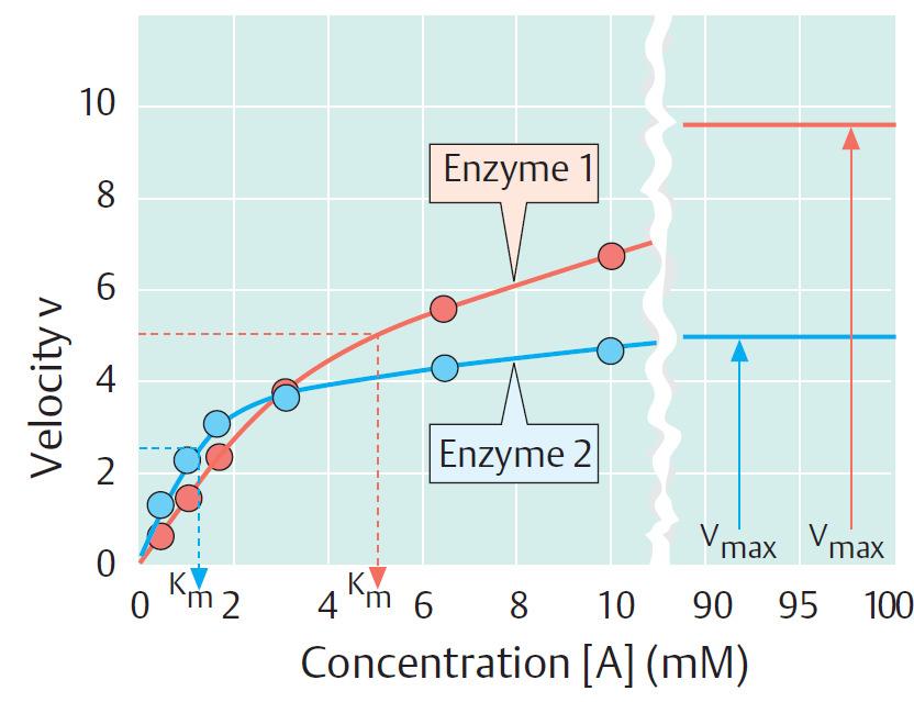 Cinética de Michaelis Menten Velocidade x concentração de substrato V max : velocidade máxima K m : concentração de substrato na qual a reação acontece na metade da velocidade