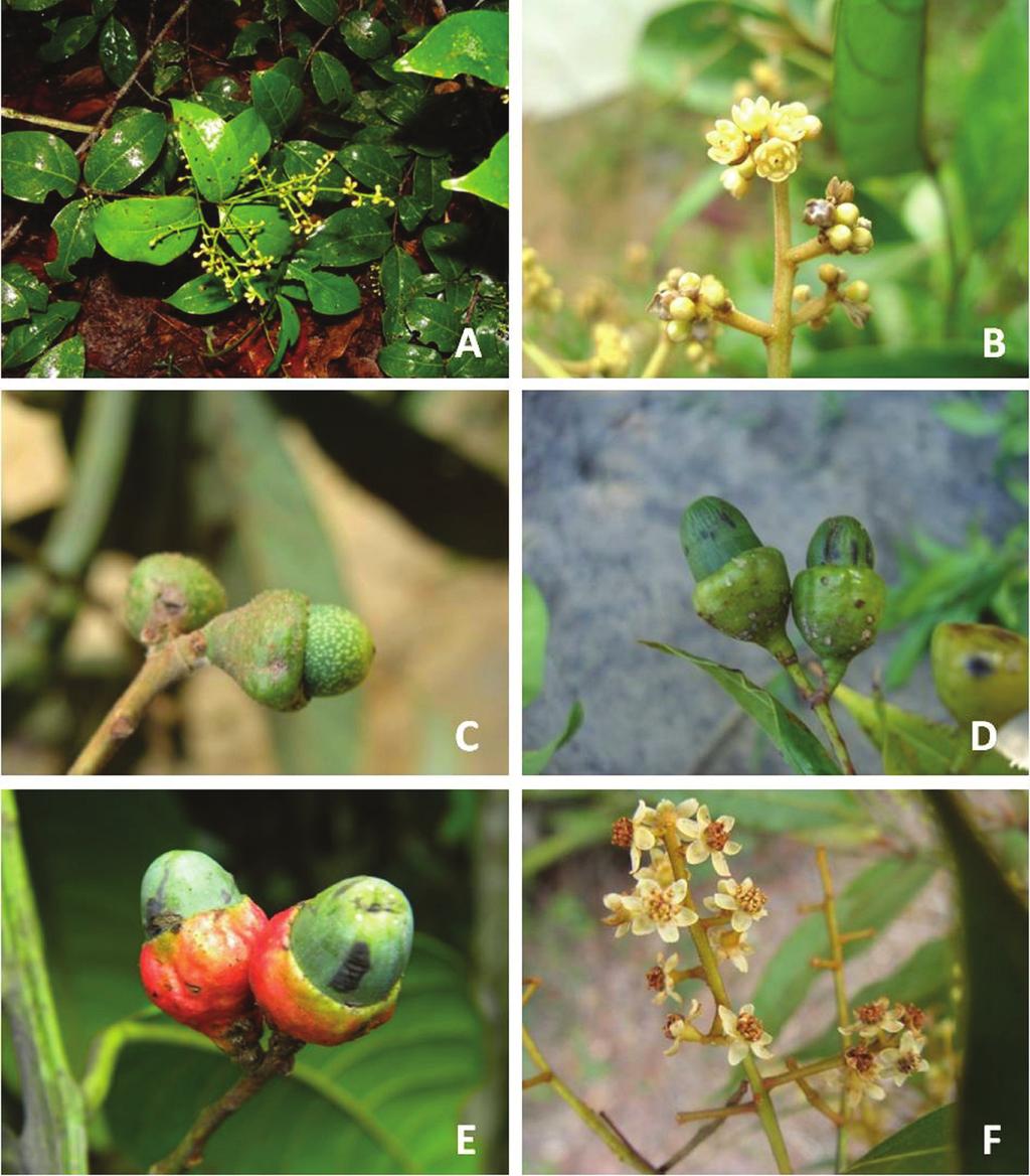 Lauraceae ao norte da Floresta Atlântica plana, venação broquidódroma. Inflorescência panícula, pauciflora, em geral menor que as folhas. Flores diclinas, pilosas a pubescentes.