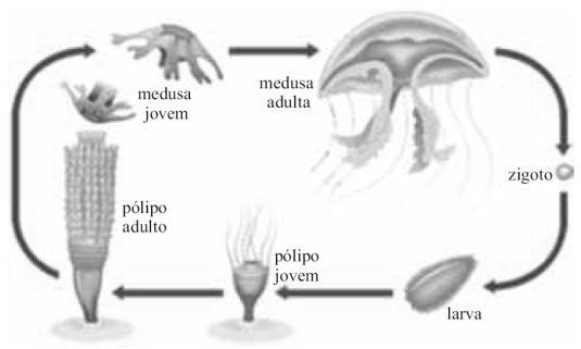 Questão 04) Na história evolutiva dos metazoários, o processo digestivo a) é intracelular, com hidrólise enzimática de moléculas de grande tamanho, a partir dos equinodermas.