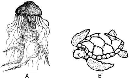 Questão 07) Analise o ciclo de vida de uma espécie de cnidário. a) O animal A apresenta simetria bilateral e é celomado. b) O animal B apresenta simetria radial e é celomado.