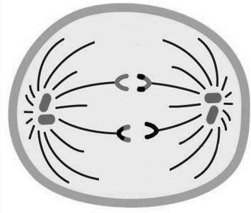 Figura 2: Imagens das fases do processo de divisão celular MEIOSE (PAVOLIN, 2015).