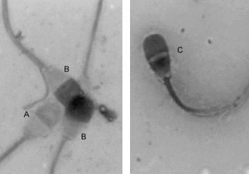 Microscópio de contraste de fase, aumento de 1000X Figura 1 Correlação entre a taxa de fertilidade e a proporção média de espermatozóides capacitados nos tratamentos com heparina (he) e cálcio