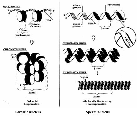 10 2.3 Aspectos da cromatina espermática A espermiogênese é um fenômeno de diferenciação celular onde a espermátide ao final deste processo torna-se um espermatozóide.