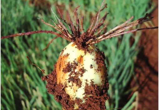 2 Identificação e Manejo da Raiz Rosada da Cebola Sintomas da doença A doença pode ocorrer em qualquer estádio de crescimento da planta, mas é mais facilmente observada em plantas adultas, próximas à