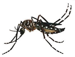 RAMO SAÚDE - UNIMED Juntos contra o Aedes aegypti Desde o primeiro caso registrado no Paraná, no início da década de 90, até os dias atuais, o atendimento a pessoas com sintomas da dengue se tornou