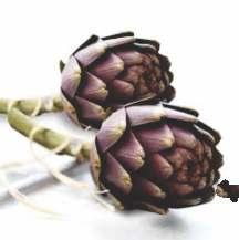 ALCACHOFRA Cynara scolymus ASMA - Tome, várias vezes ao dia, o chá de alcachofra com um pouco azeite ou óleo de cozinha e muito suco de limão.