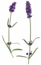 ALFAZEMA Lavandula angustifolia ASMA - Coloque, por 5 minutos, duas colheres (de sopa) de flores de alfazema em uma xícara de água fervente. Adoce com mel de abelha e beba quatro vezes ao dia.