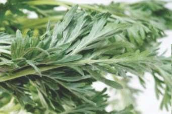 LOSNA Artemisia absinthium MÁ DIGESTÃO - Mastigue uma folha de losna após a refeição.