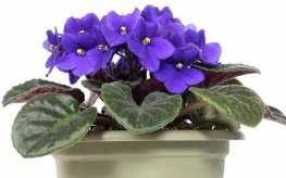 VIOLETA Saintpaulia ionantha TOSSE, COQUELUCHE - Ferva as folhas da violeta e um litro de água, durante 5 minutos. Coe e tome 3 xícaras por dia.