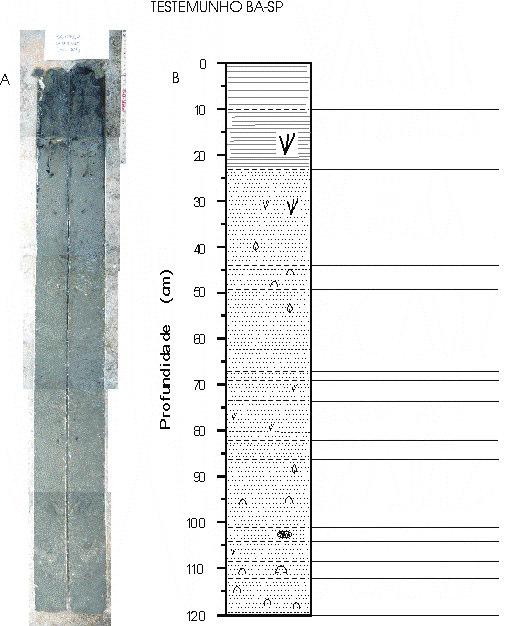 102 TESTEMUNHO BA-SP (2) Lama com núcleos dispersos ricos em M.O. Cor 7.5 Y 4/1 e núcleos de M.O. Cor N 1.5 5/0. AMF com lama gradando para lama com AMF. Estrutura maciça.