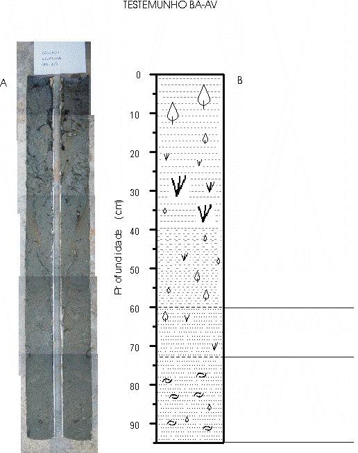 106 TESTEMUNHO BA-AV (4) Lama com estrutura maciça com pouca areia gradando para lama. Grande quantidade de fragmentos vegetais (folhas de mangue decompostas, galhos, raízes e fragmentos de Spartina).