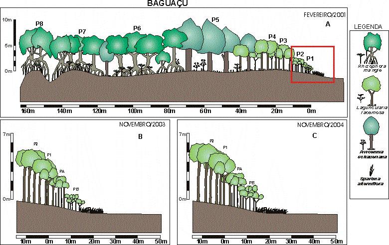 Figura 19: Esquemas do desenvolvimento estrutural dos bosques de mangue na área de estudo Baguaçu. A. parcelas estudadas por CUNHA-LIGNON (2001); B.