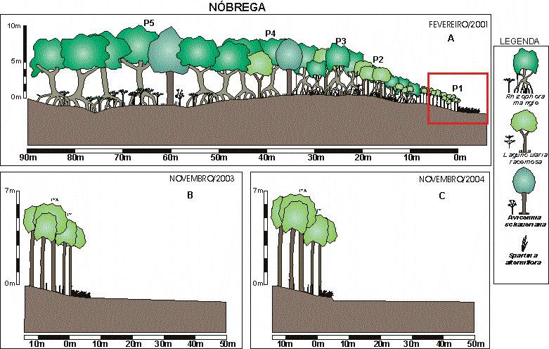 Figura 29: Esquemas do desenvolvimento estrutural dos bosques de mangue na área de estudo Nóbrega. A. parcelas estudadas por CUNHA-LIGNON (2001); B.