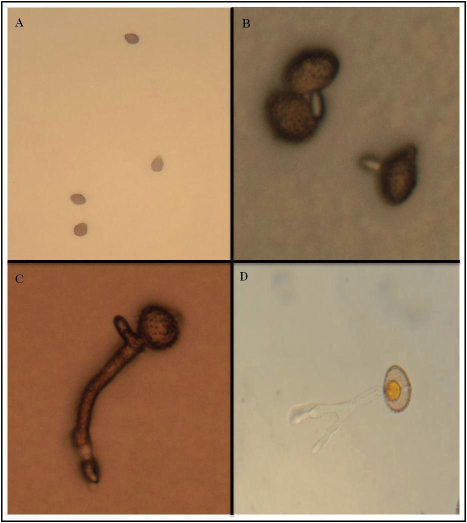 Efeito Protetor de Fungicidas no Controle da Ferrugem-Polissora (Puccinia polysora) 15 Figura 4.