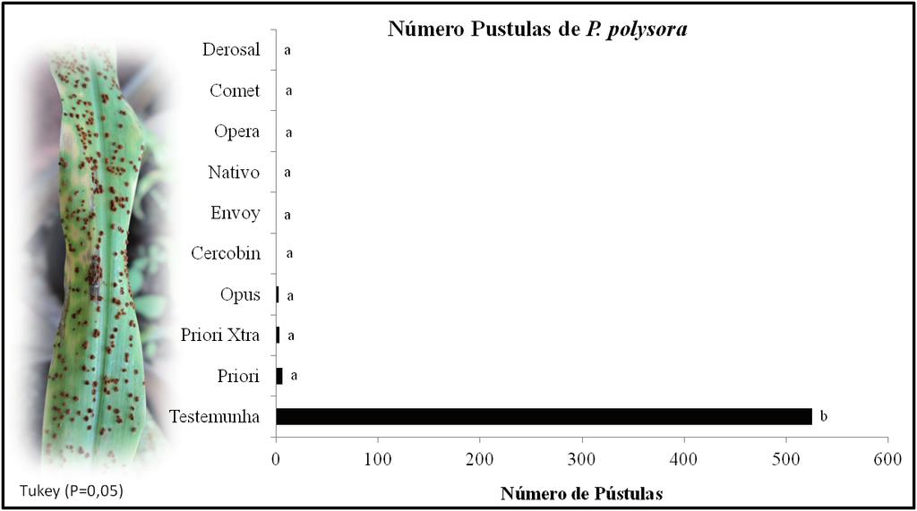 16 Efeito Protetor de Fungicidas no Controle da Ferrugem-Polissora (Puccinia polysora) Resultados Foi verificada uma elevada efetividade do método utilizado para a inoculação de P.