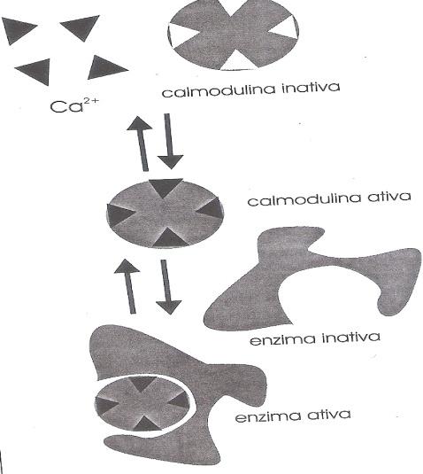 Cálcio A ação do Ca 2+ é regulada pela calmodulina, uma proteína homóloga à troponina c do músculo.