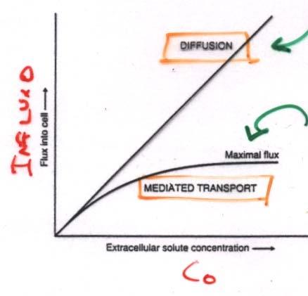 difusão simples Transporte mediado transporte mediado Difusão facilitada: transporte de acordo com o