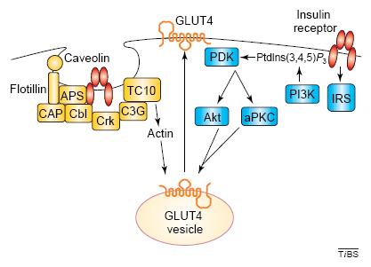 receptor substrate PDK1: phosphoinositide-dependent kinase 1 Watson & Pessin (2006) Bridging