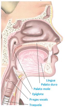 4 Caracterização do estado da arte Figura 2.1: Trato Vocal [3] O trato vocal, representado na Figura 2.1 é responsável por quatro ou cinco importantes ressonâncias chamadas de formantes.