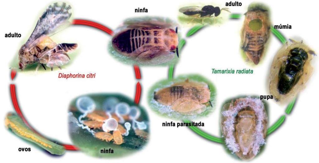 11 envergadura das asas, porém suas antenas são cerca de 1,5 vezes maiores do que as das fêmeas (ONAGBOLA et al, 2009).