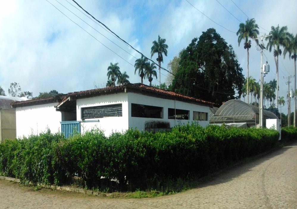 120 IV Seminário de Intensificação Ecológica da Fruticultura Tropical Foto: Kaique Novaes Figura 1. Vista geral da área de coleta de ninfas de Diaphorina citri em murta, Murraya paniculata.