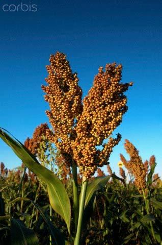 Sorgo (Sorghum vulgare) cultivado para forragens, gado e fabricação de vassoura. Tipos: - Vassoura: alto e cacho ralo - Sacarino: rico em açúcar.