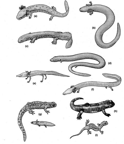 Urodela (Salamandras) 670 espécies