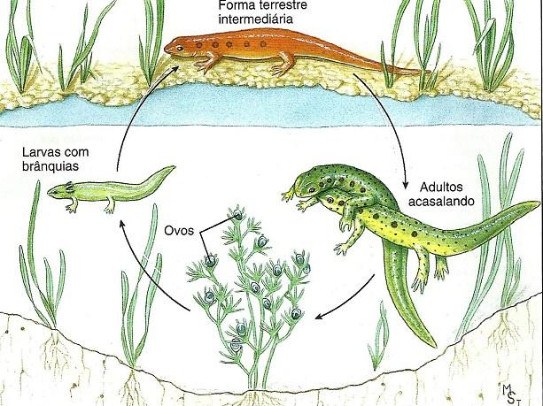 Ciclo de vida da Salamandra de manchas vermelhas Espécie terrestre Apresenta desenvolvimento direto; larvas aquáticas metamorfoseiam-se formando juvenis terrestres (três anos);