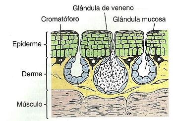 Tegumento Todos os anfíbios produzem veneno na epiderme, mas seu efeito