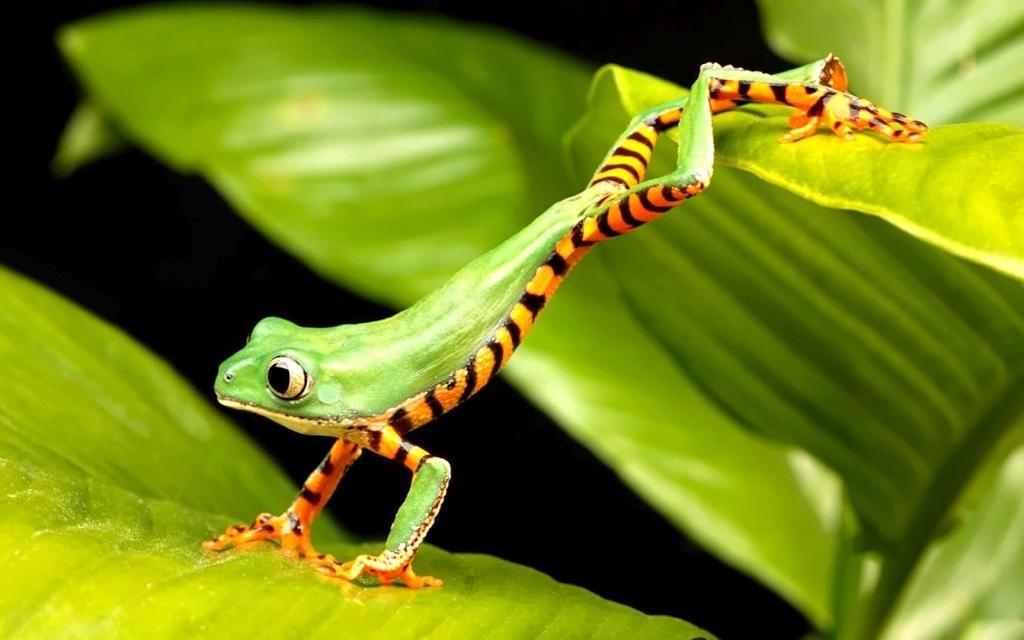 Anuros arborícolas Usualmente tem cabeça e olhos grandes, cinturas finas e pernas longas.