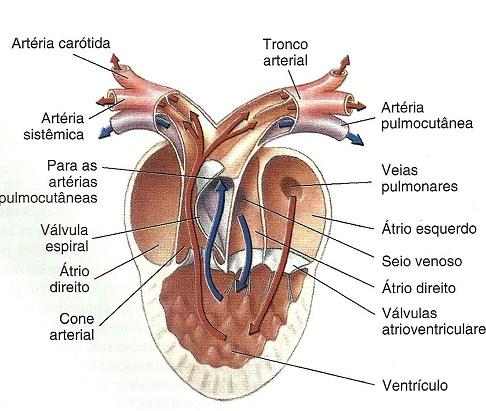 Sistema circulatório Conversão do 6º arco aórtico em artérias pulmonares; Desenvolveu-se veias pulmonares para retornar o sangue oxigenado para o coração; A circulação