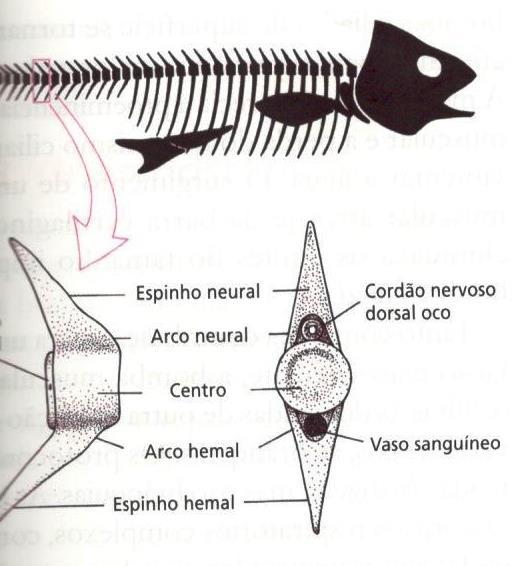 Inovações Coluna Vertebral VERTEBRADO BÁSICO: Vertebras substituíram a