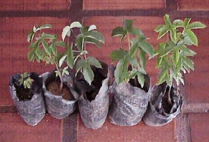 TABELA 4. Médias das características das plantas de C. regium, em diferentes substratos, avaliadas aos cinco meses após a semeadura. UFMT, Cuiabá-MT, 2000.