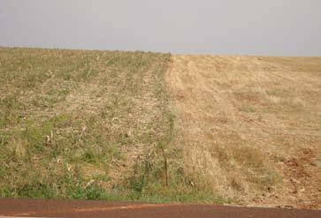 Manejo do solo para redução das perdas de produtividade pela seca 23 Figura 11. Presença de buva (Conyza sp.) em áreas sob resteva de milho safrinha (à esquerda) e trigo (à direita).