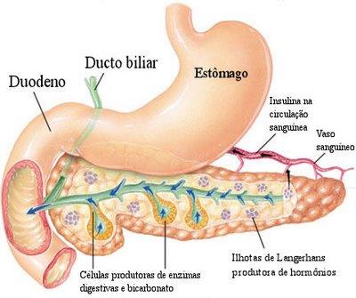 EPITÉLIO GLANDULAR Existem órgãos com funções exócrinas e endócrinas glândulas mistas Ex: Pâncreas é uma glândula serosa (libera suco