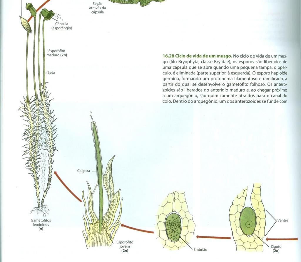 Embriófitas: embrião matrotrófico é o esporófito jovem dependente do gametófito feminino.