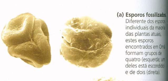 Novidades reprodutivas para a vida fora da água (embriófitas) Esporos