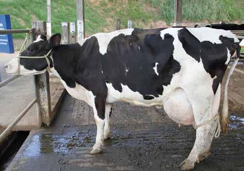 Introdução A mastite é a doença mais frequente das vacas de leite. É uma inflamação da mama provocada por alguns microrganismos ou germes.