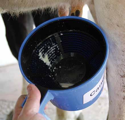 Sinais da mastite clínica Na mastite clínica as alterações no leite ou no animal são bem visíveis.