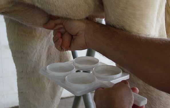 Sinais de mastite subclínica Os sintomas da mastite subclínica não são possíveis de serem vistos no leite ou na vaca.