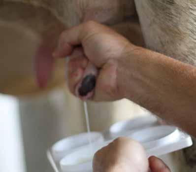 Testes para identificar mastite subclínica Para realizar o teste de CMT, siga os passos abaixo: 1 - Retire os jatos de leite de cada