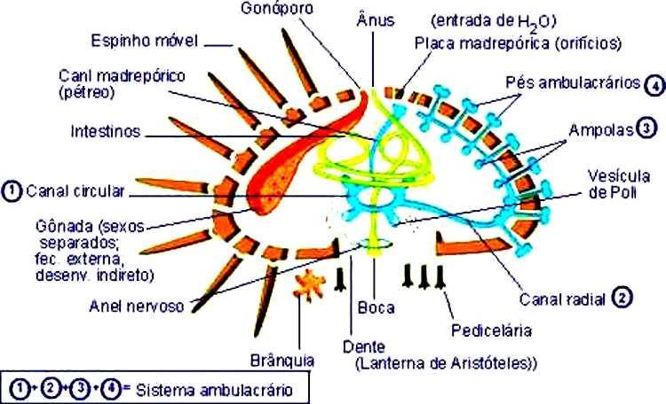 O sistema ambulacrário, também chamado sistema aquífero ou hidrovascular, é formado por um sistema de canais pelo qual circula água do mar.