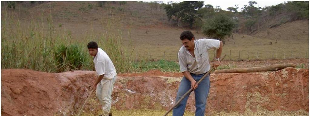 2 Mistura e homogeneização da cal na cana. Cana sem a adição de cal. Figura 1 Ensilagem da cana, com ou sem adição de cal, em fazenda produtora de leite.