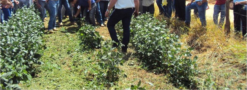 647 19,0 Dados básicos: PDPL-RV Figura 3 - Lavoura de soja Pionner (P98Y51), na fase de enchimento de grãos e, o engenheiro agrônomo Thiago Camacho, do PDPL RV, falando aos participantes do dia de