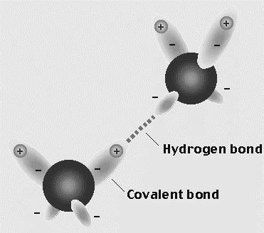 Ligações de Hidrogênio Átomo de H ligado covalentemente a um outro átomo muito eletronegativo: O H fica razoavelmente livre de elétrons, funcionando