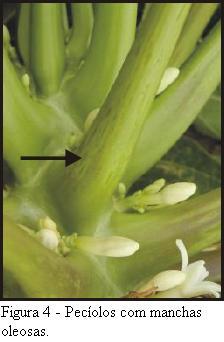 de PRSV-P Carica spp.