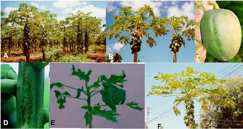 mudas, água de irrigação Sintomatologia: Viroses Amarelo Letal Amarelecimento de folhas do terço superior da copa levando posteriormente a queda Evolução da