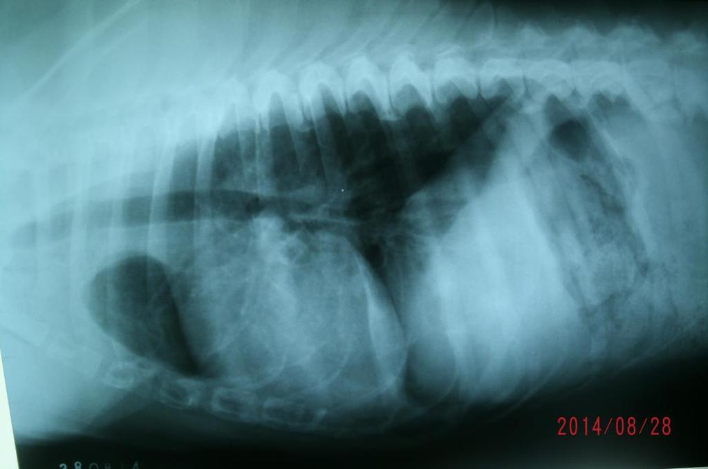 grandes células, pequenas células) ou a combinação destes, sendo o adenocarcinoma um tumor de origem epitelial e maligno.